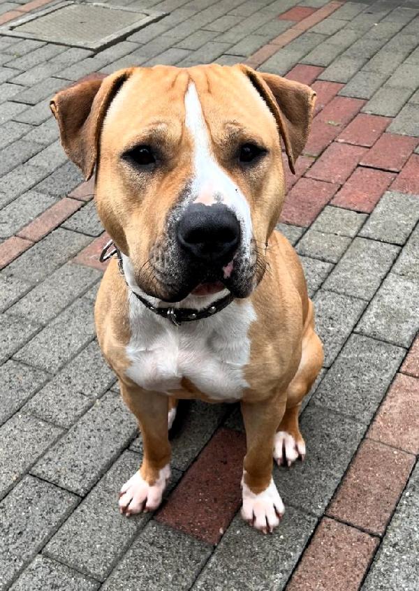 PABLO PIT BULL Foto 2